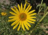 genus Helianthus