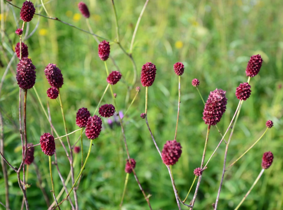 Image of Sanguisorba officinalis specimen.
