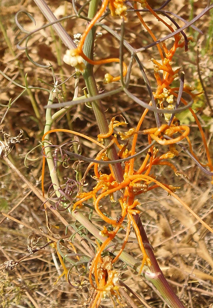 Image of Cuscuta campestris specimen.
