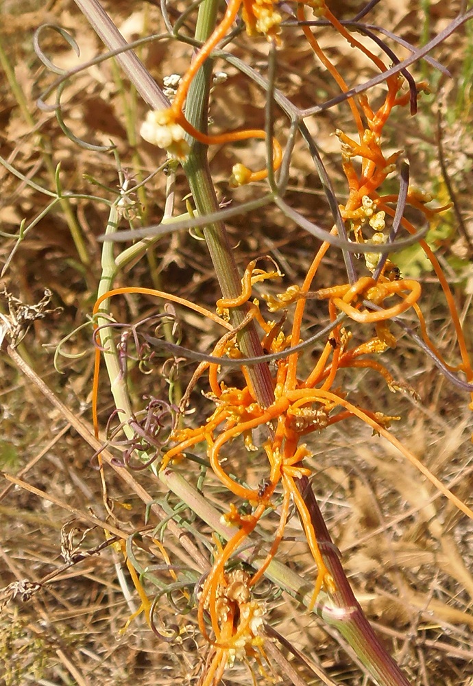 Изображение особи Cuscuta campestris.