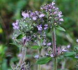 Thymus pastoralis