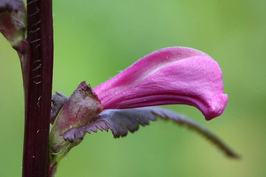 Image of Pedicularis resupinata specimen.