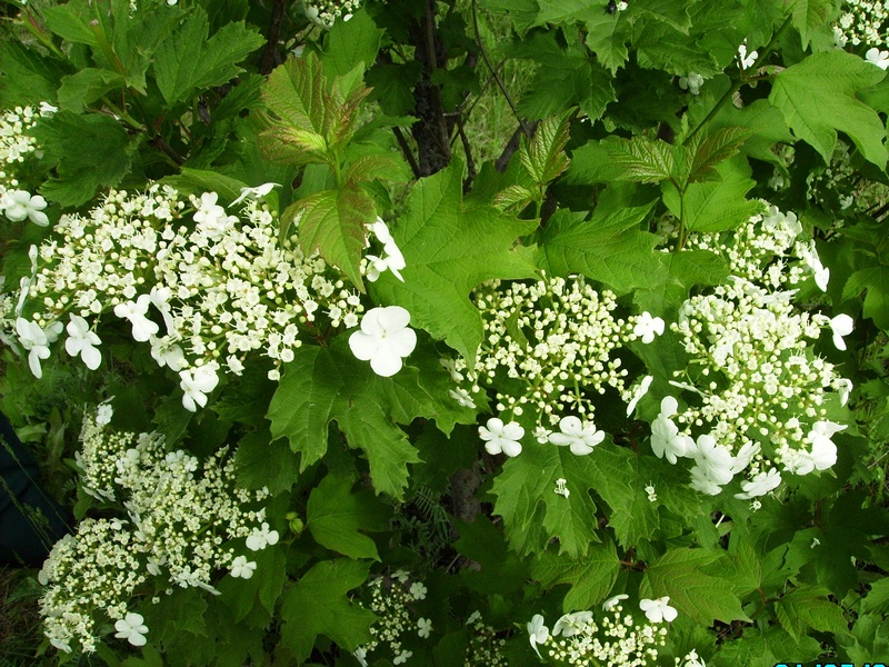 Изображение особи Viburnum opulus.