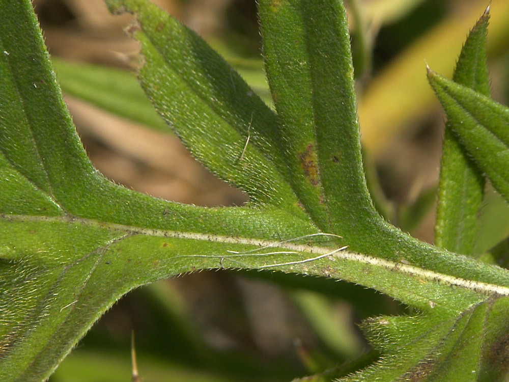 Изображение особи Cirsium arachnoideum.