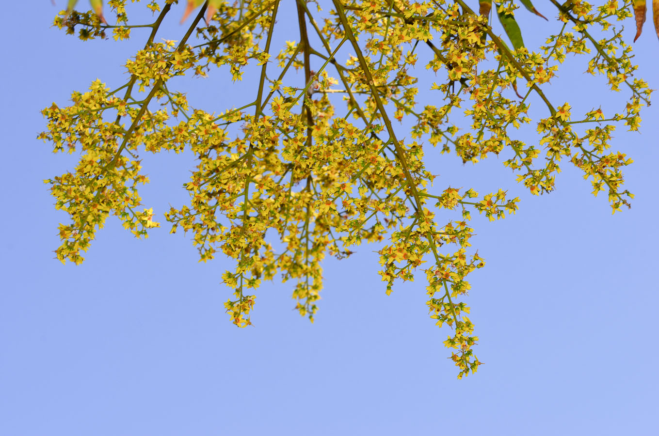 Image of Koelreuteria bipinnata specimen.