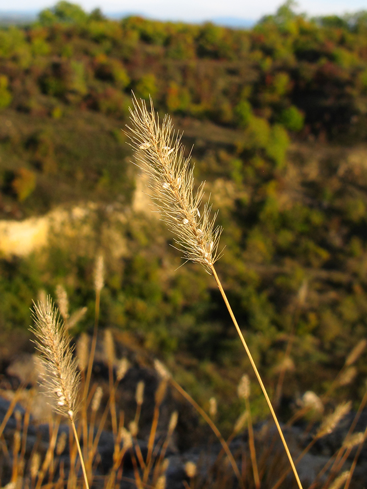 Изображение особи Setaria viridis.