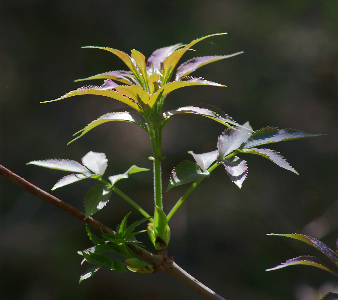 Image of Sambucus racemosa specimen.