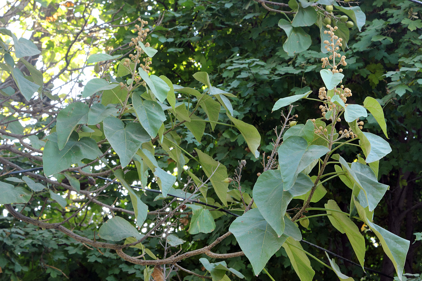 Изображение особи Paulownia tomentosa.