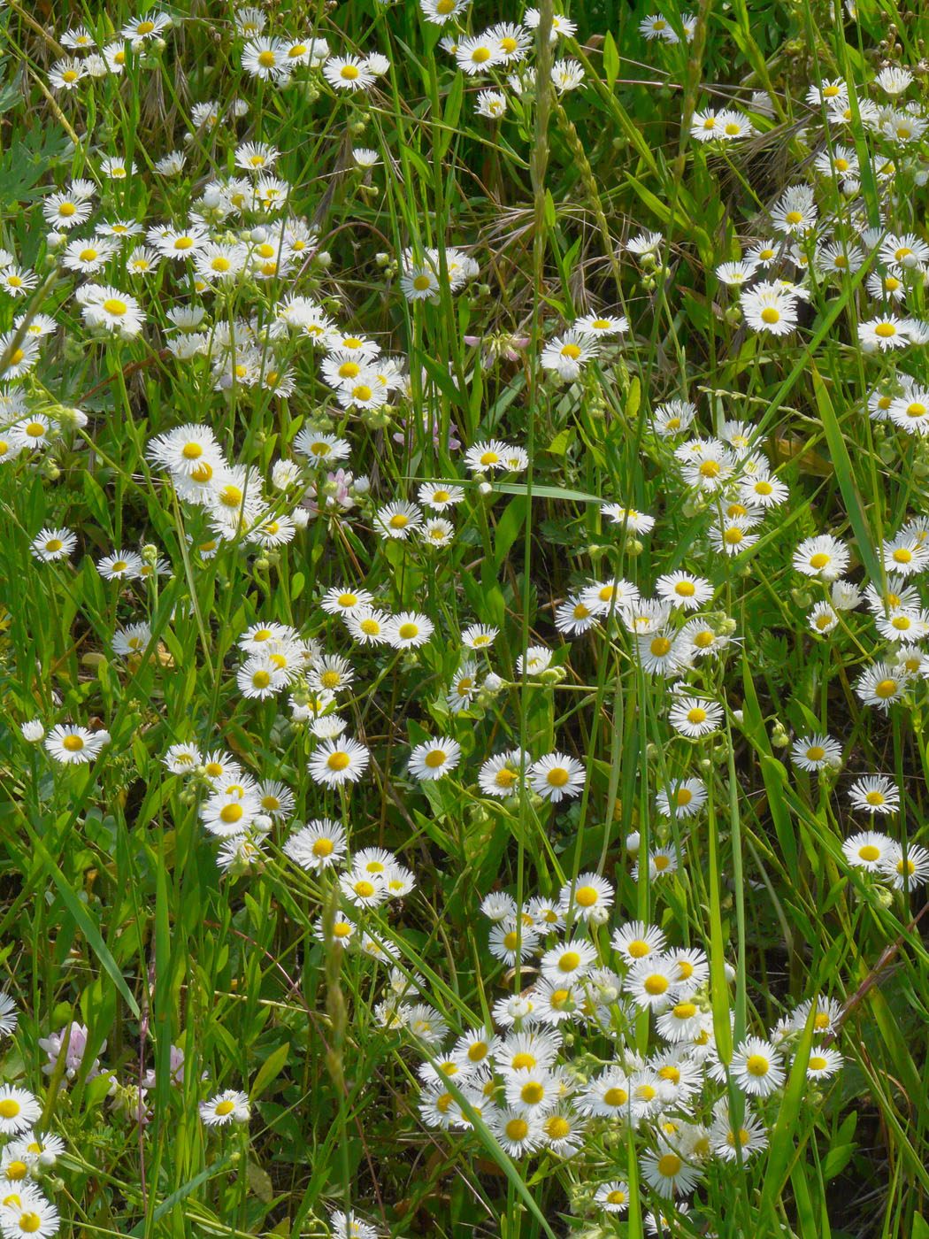 Изображение особи Erigeron annuus.