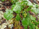 Ribes fragrans