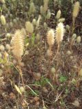 Trifolium angustifolium