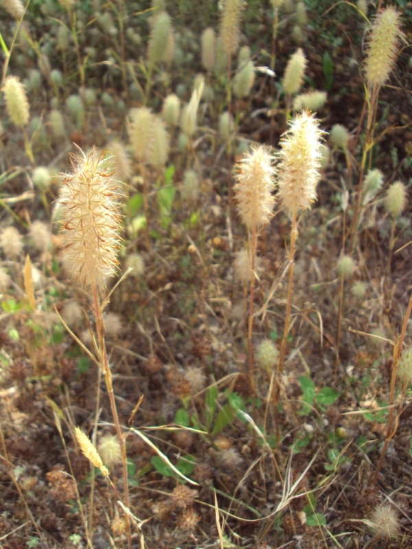 Image of Trifolium angustifolium specimen.