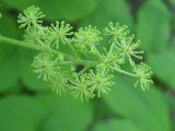 Aralia cordata. Соцветие. Сахалинская область, окр. г. Южно-Сахалинска, западный отрог горы Чехова. 20.07.2013.