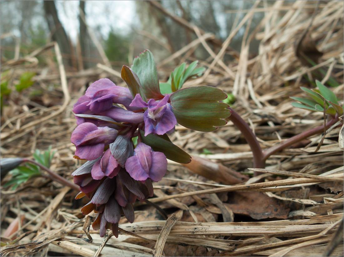 Image of Corydalis solida specimen.