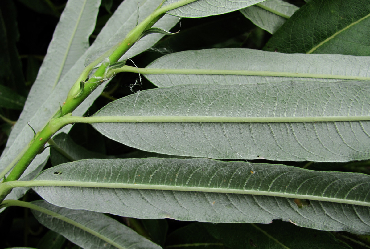 Image of Salix &times; stipularis specimen.