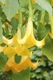 Brugmansia aurea
