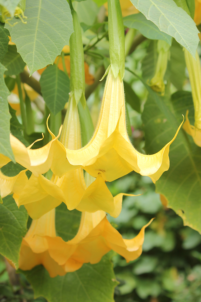 Image of Brugmansia aurea specimen.