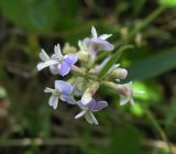 Astragalus austriacus. Соцветие. Белгородская обл., Губкинский р-н, запов. \"Белогорье\", \"Ямская степь\". 14 июня 2009 г.