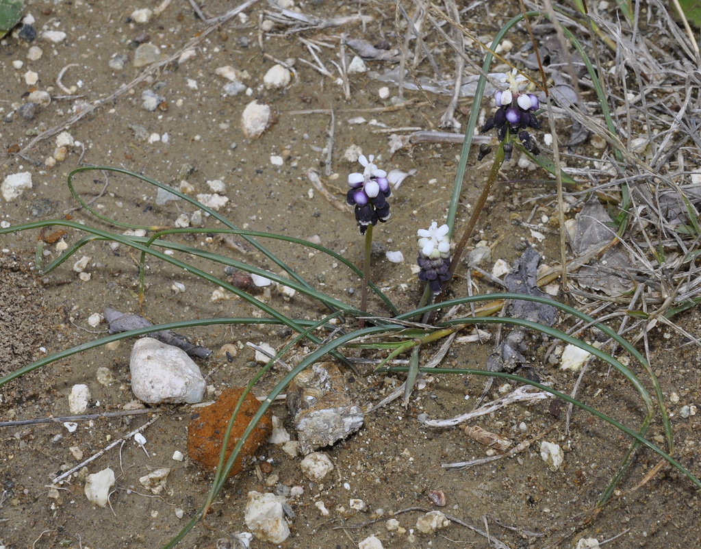 Image of Muscari pulchellum specimen.