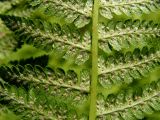 Athyrium monomachii. Часть вайи с сорусами (вид снизу). Хабаровский край, Ванинский р-н, окр. пос. Высокогорный. 17.07.2013.