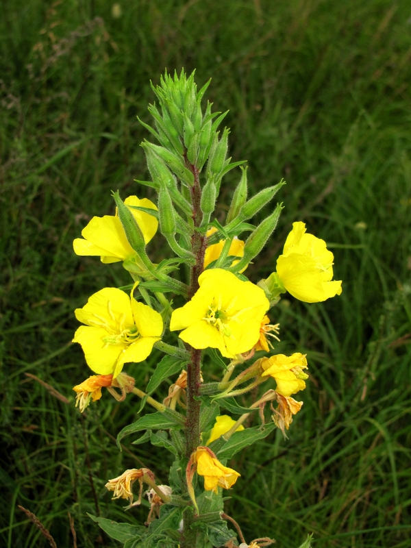 Изображение особи Oenothera rubricaulis.