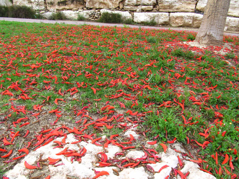 Изображение особи Erythrina lysistemon.