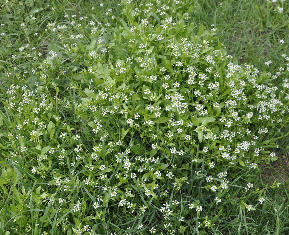 Изображение особи Calepina irregularis.