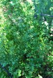 Petroselinum crispum