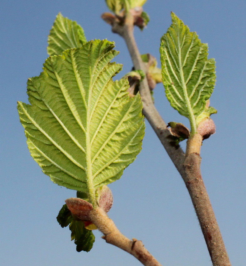 Изображение особи Alnus hirsuta.