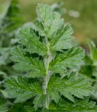 Erodium