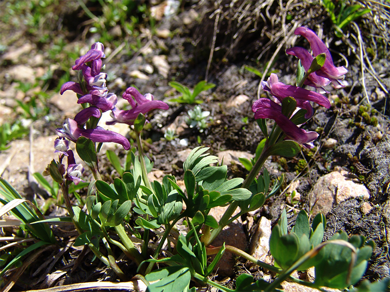 Изображение особи Corydalis conorhiza.