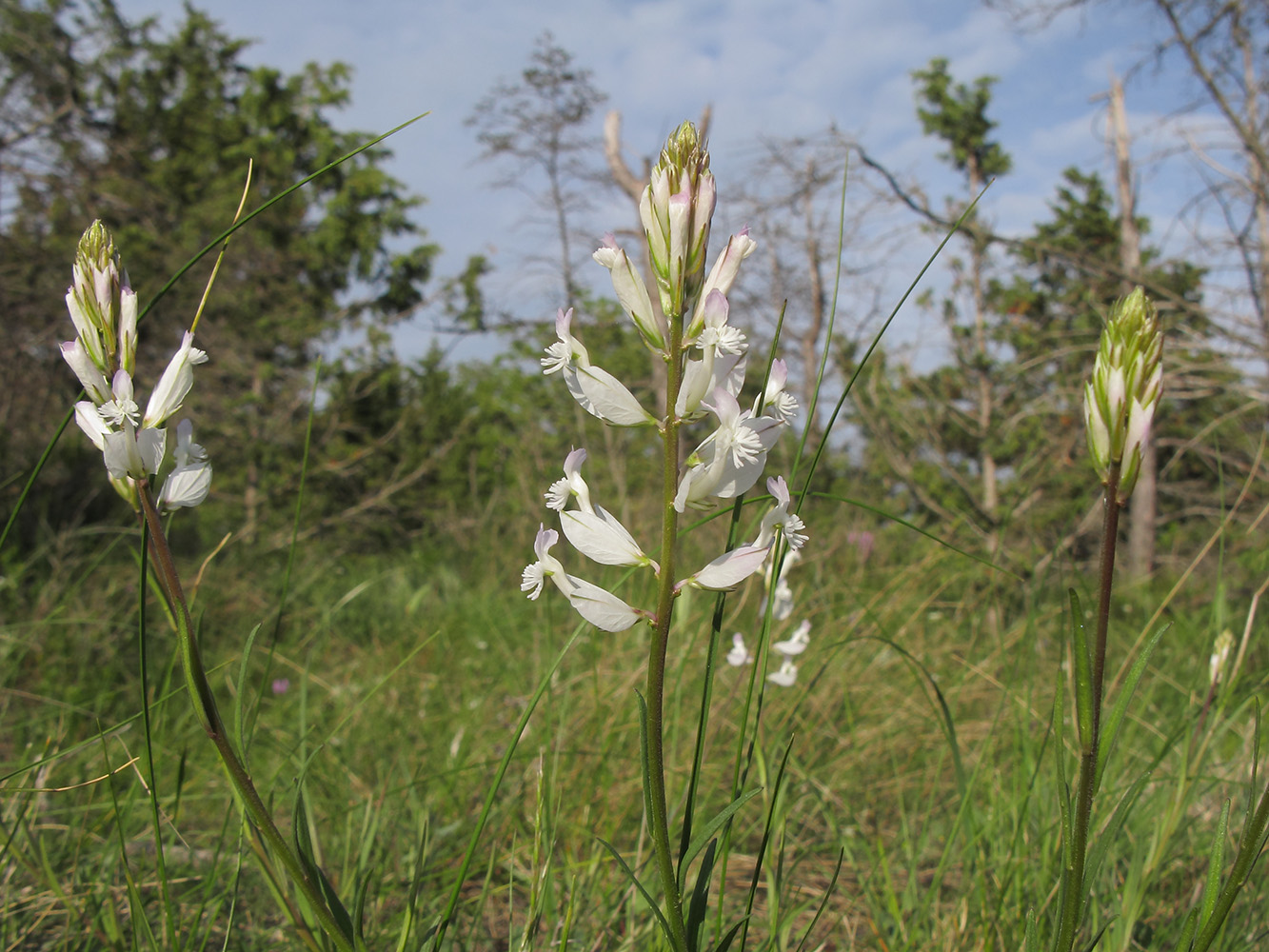 Image of Polygala major specimen.