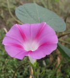 Ipomoea purpurea