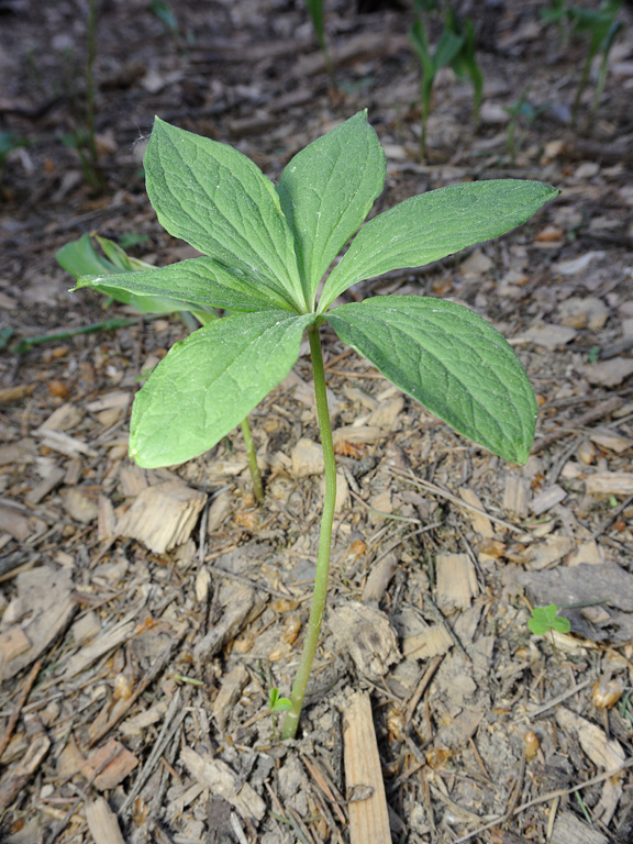 Изображение особи Paris quadrifolia.