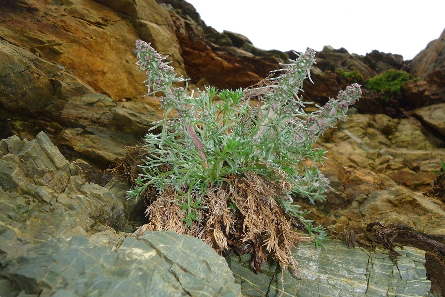 Image of Artemisia furcata specimen.