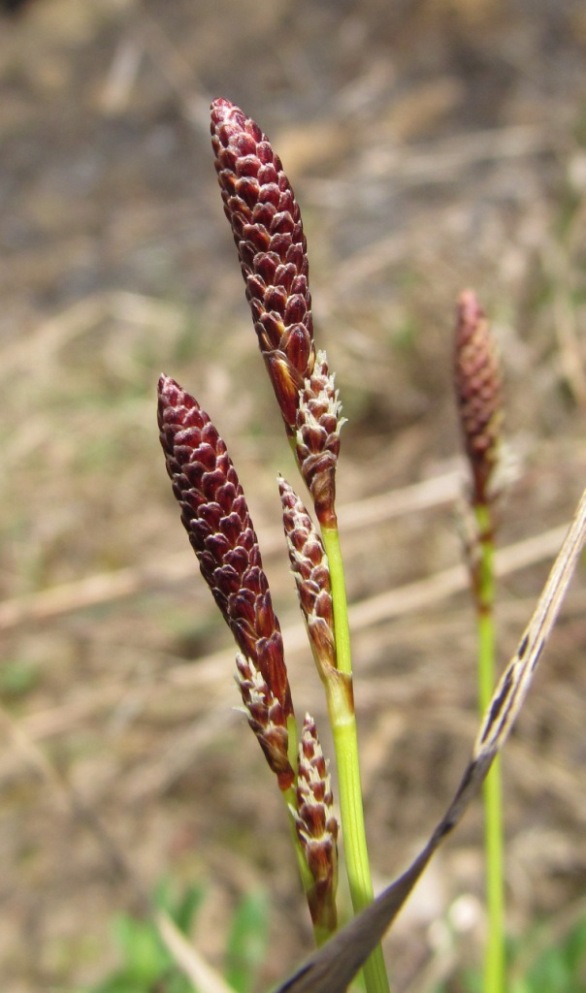 Изображение особи Carex ericetorum.