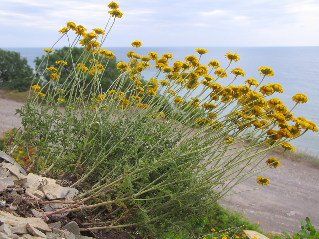 Изображение особи Anthemis tinctoria.