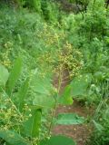 Cotinus coggygria