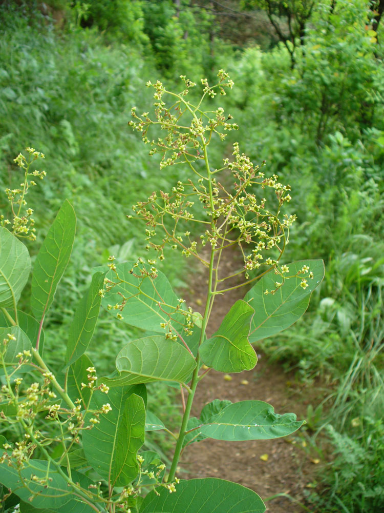 Image of Cotinus coggygria specimen.