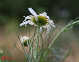 Tripleurospermum inodorum