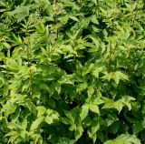 Filipendula ulmaria. Растения с развивающимися соцветиями. Германия, г. Дюссельдорф, Ботанический сад университета. 02.06.2014.