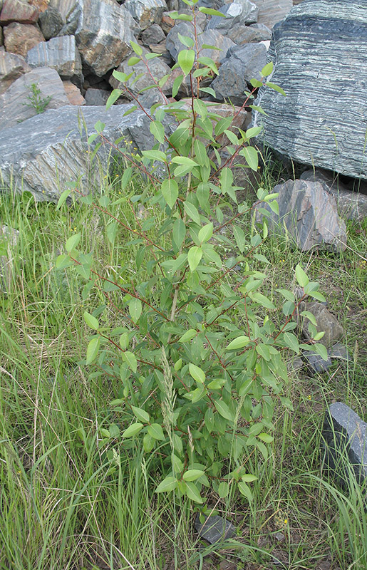 Image of Populus laurifolia specimen.