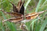 Iris halophila