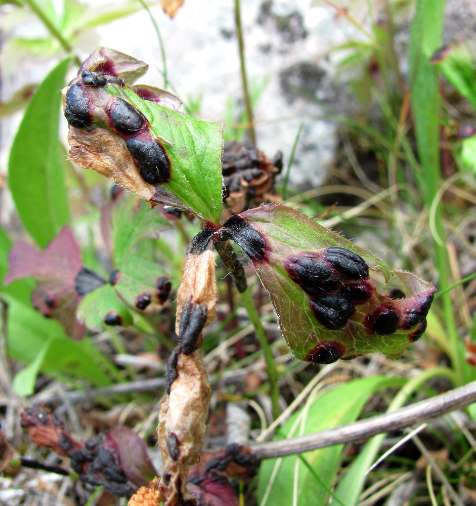Image of Anemone sylvestris specimen.