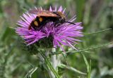 Galactites tomentosus. Цветок с кормящейся осой сколией-гигантом. Греция, п-ов Пелопоннес, окр. г. Катаколо. 22.04.2014.