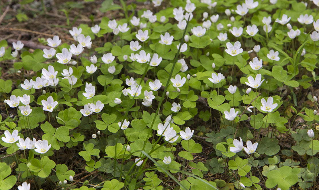 Изображение особи Oxalis acetosella.