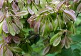 Thalictrum aquilegiifolium