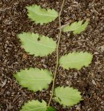 Zelkova carpinifolia