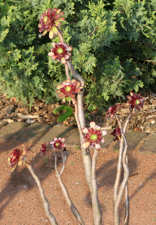 Image of Aeonium arboreum var. atropurpureum specimen.