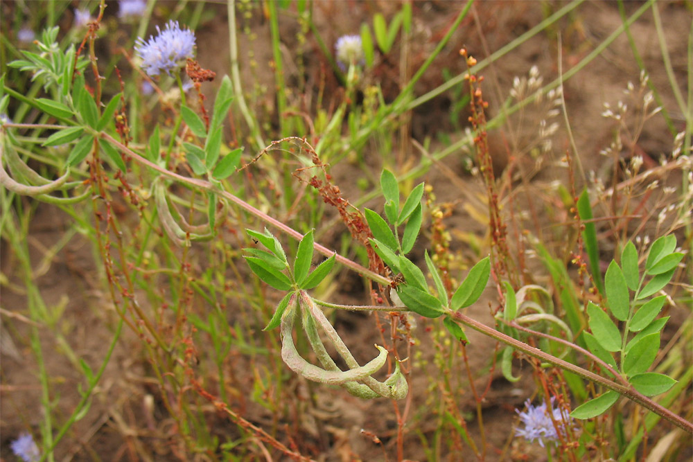 Изображение особи Ornithopus compressus.